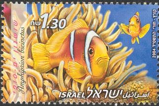 Twoband Anemonefish (Amphiprion bicinctus)