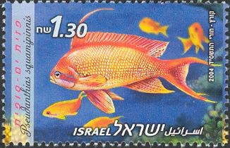 Sea Goldie (Pseudanthias squamipinnis)