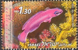 Orchid Dottyback (Pseudochromis fridmani)