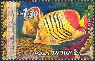 Eritrean Butterflyfish (Chaetodon paucifasciatus)