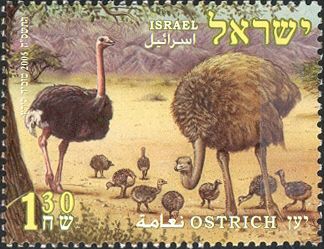 Ostrich (Struthio camelus)