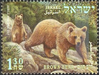 Brown Bear (Ursus arctos)