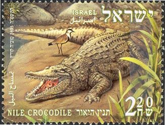 Nile Crocodile (Crocodylus niloticus)