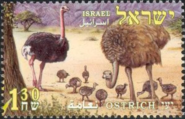 Ostrich (Struthio camelus)