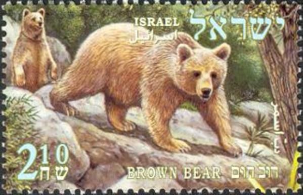 Brown Bear (Ursus arctos)