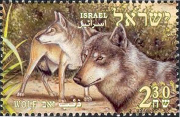 Wolf (Canis lupus)
