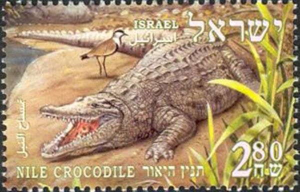 Nile Crocodile (Crocodylus niloticus)