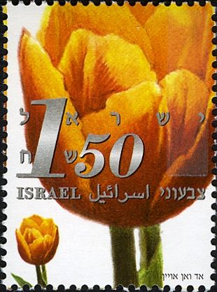 Tulips