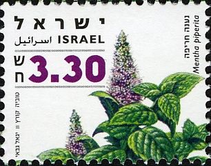 Mentha piperita