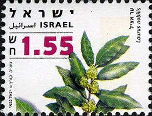 Laurus nobilis