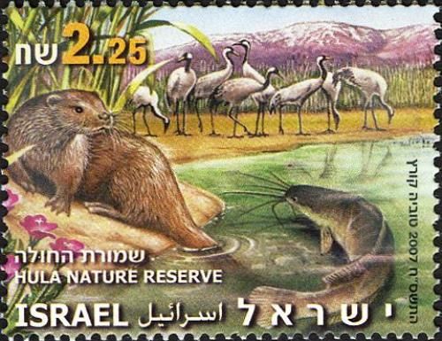 Eurasian Otter (Lutra lutra), Catfish, Cranes, Willow Herb