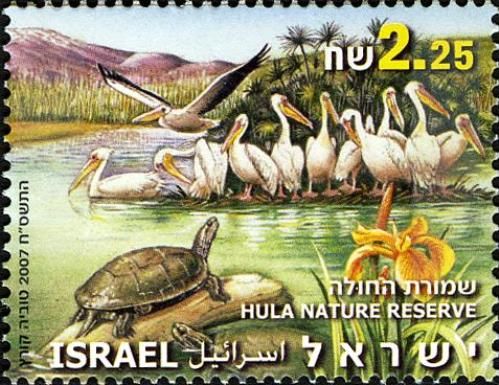 Pelicans, Caspian Terrapins, Iris