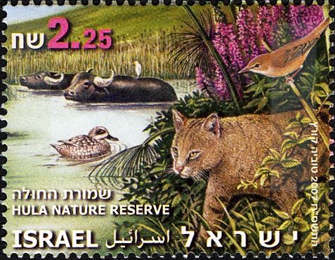 Water Buffalos, Marbled Duck, Reed Warbler, Wildcat