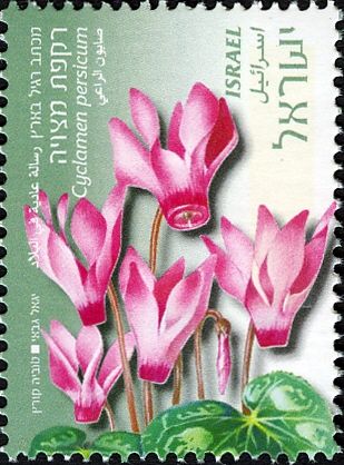 Cyclamen