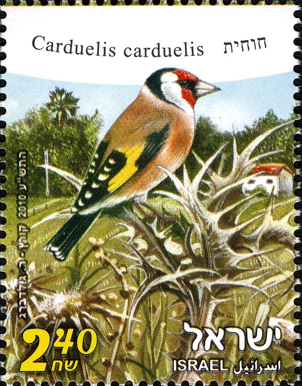 European Goldfinch (Carduelis carduelis)