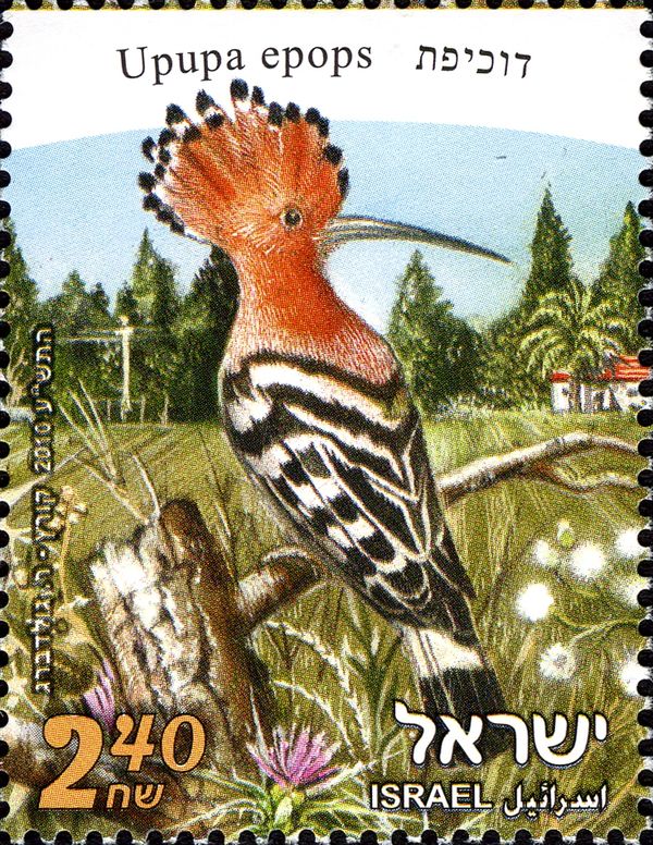 Eurasian Hoopoe (Upupa epops)