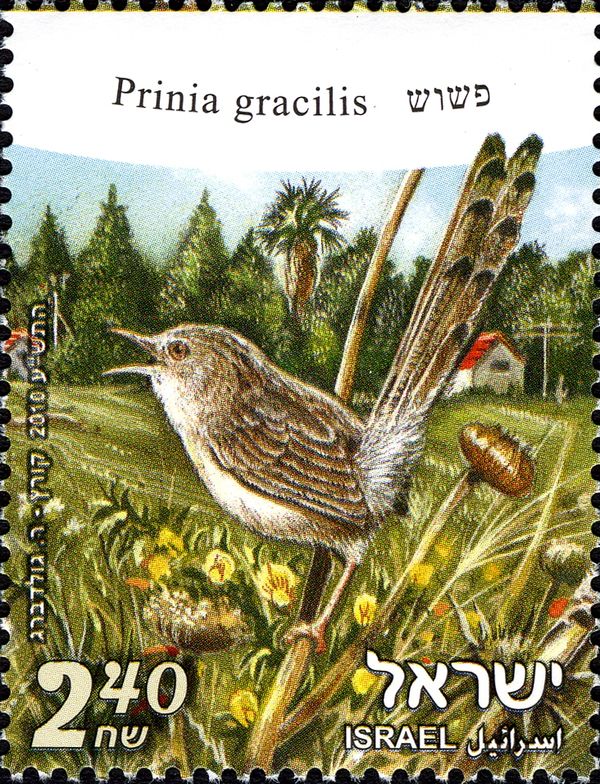 Graceful Prinia (Prinia gracilis)