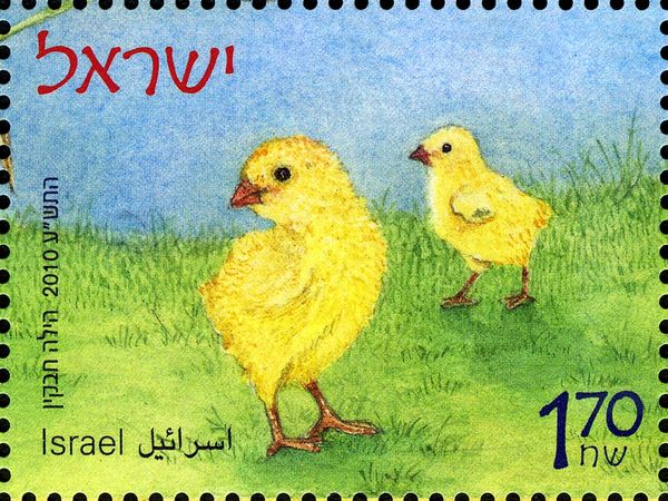 Chicken (Gallus gallus domesticus)