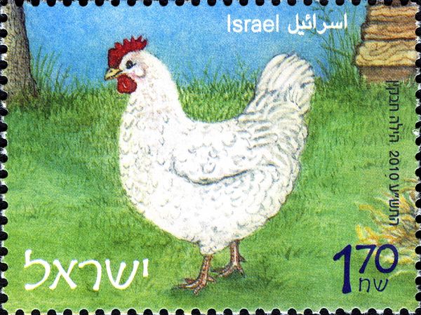 Chicken (Gallus gallus domesticus)