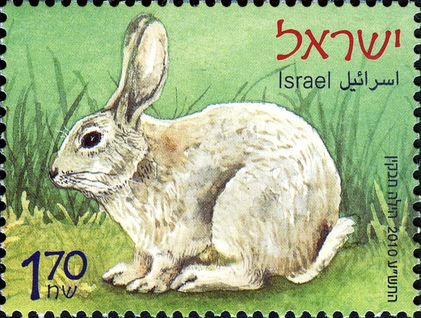 Domestic Rabbit (Oryctolagus cuniculus domesticus)