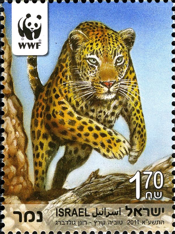 Persian Leopard (Panthera pardus saxicolor)
