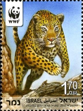 Persian Leopard (Panthera pardus saxicolor)