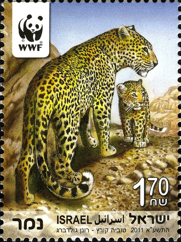 Persian Leopard (Panthera pardus saxicolor)
