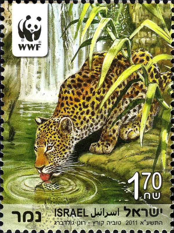 Persian Leopard (Panthera pardus saxicolor)