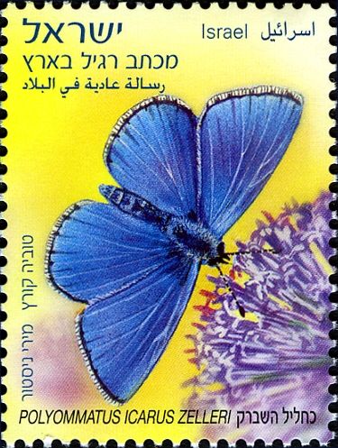 Common Blue (Polyommatus icarus zelleri)
