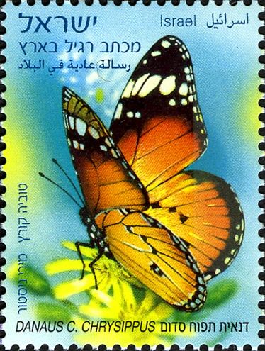 African Monarch (Danaus chrysippus)