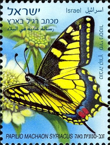 Swallowtail (Papilio machaon ssp. syriacus)