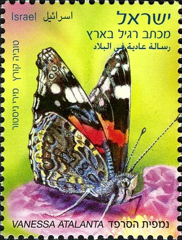 Red Admiral (Vanessa atalanta)