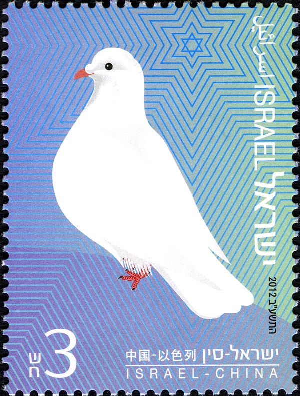Rock Pigeon (Columba livia)