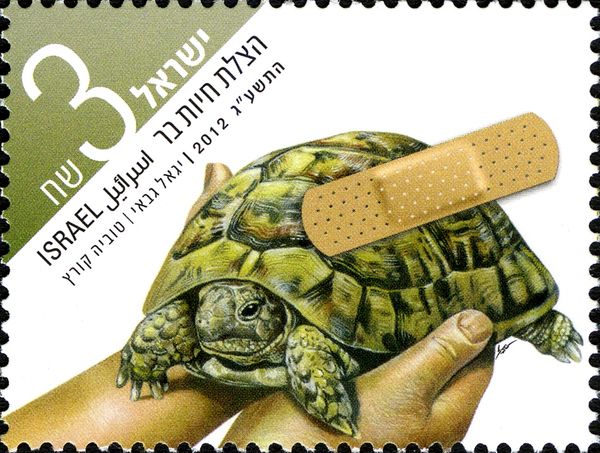 Spur-thighed tortoise (Testudo graeca)