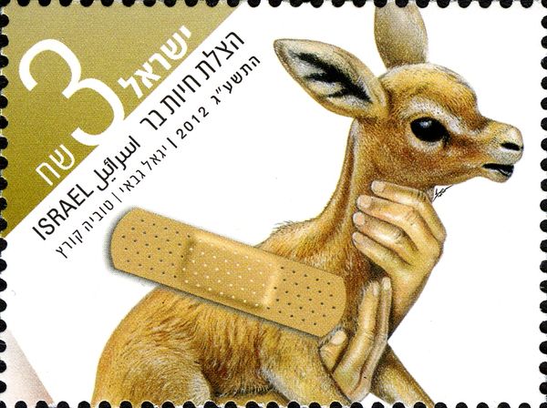 Mountain Gazelle (Gazella gazella)
