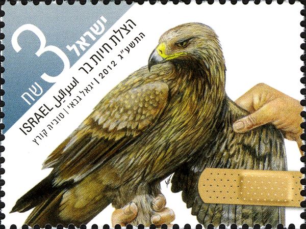 Imperial Eagle (Aquila heliaca)