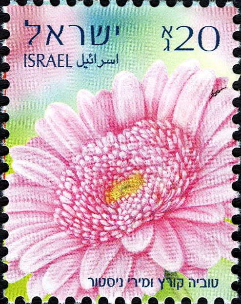 Gerberas