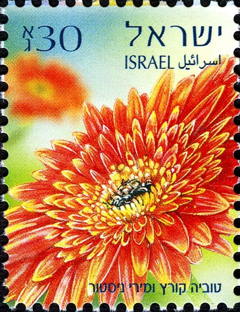 Gerberas