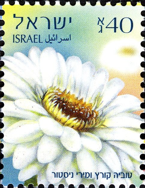 Gerberas