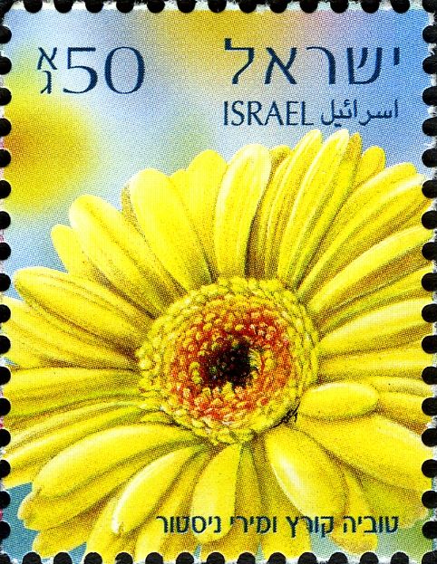 Gerberas