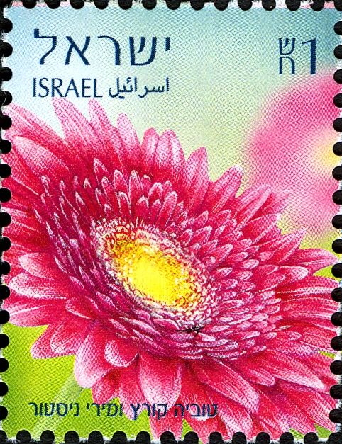 Gerberas