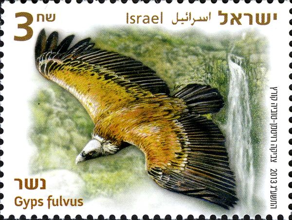 Griffon Vulture (Gyps fulvus)