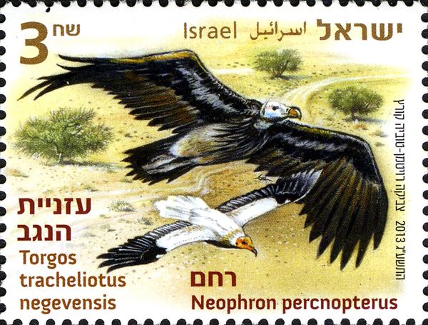 Lappet-faced Vulture (Torgos tracheliotus), Egyptian Vulture