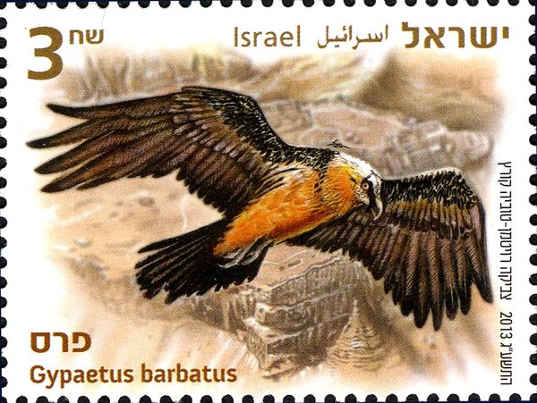 Bearded Vulture (Gypaetus barbatus)