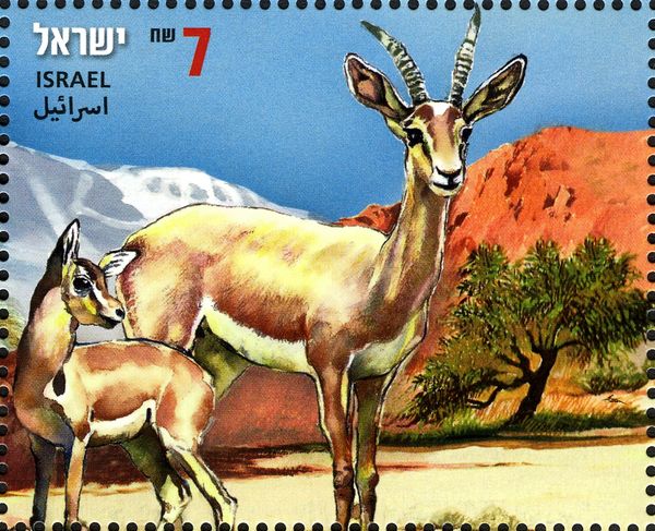 Dorcas Gazelle (Gazella dorcas)