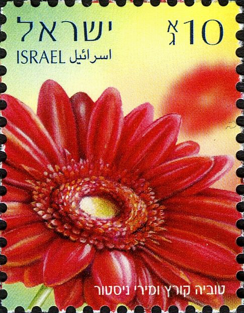Red Gerbera Daisy