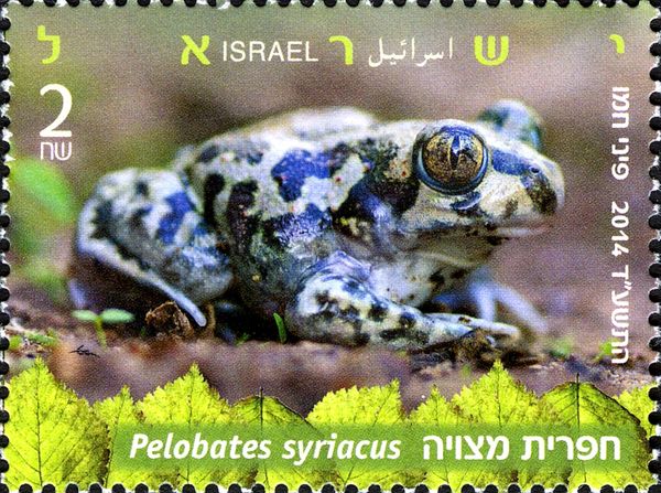 Syrian Spadefoot (Pelobates syriacus)