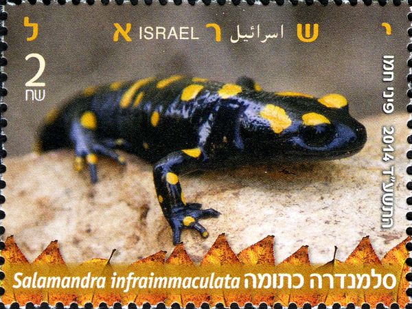 Near Eastern Fire Salamander (Salamandra infraimmaculata)
