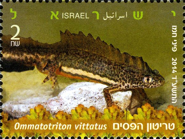 Southern Banded Newt (Ommatotriton vittatus)