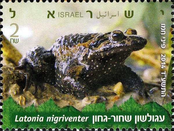 Hula Painted Frog (Latonia nigriventer)